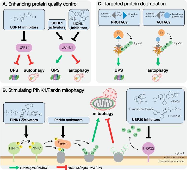 https://cdn.ncbi.nlm.nih.gov/pmc/blobs/6114/7862249/8eaa79cc2987/41418_2020_706_Fig4_HTML.jpg