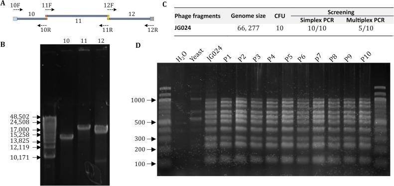 https://cdn.ncbi.nlm.nih.gov/pmc/blobs/611e/10913387/9473a263bd28/spectrum.02897-23.f005.jpg