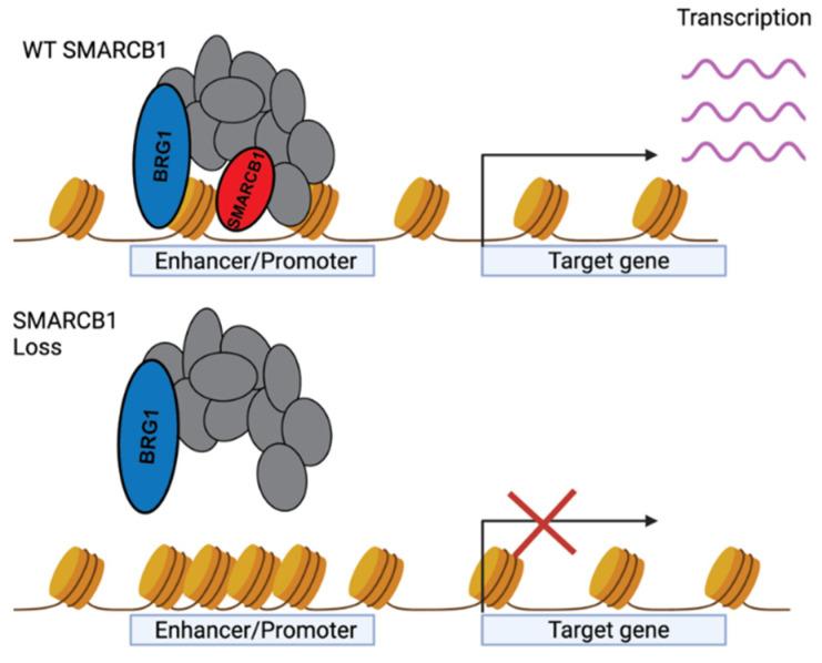 https://cdn.ncbi.nlm.nih.gov/pmc/blobs/6136/9332782/0d4f8eba3490/cancers-14-03645-g003.jpg