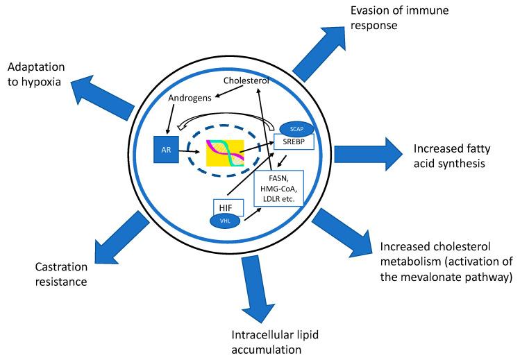 https://cdn.ncbi.nlm.nih.gov/pmc/blobs/615f/9454444/46e420ef130f/cancers-14-04293-g001.jpg