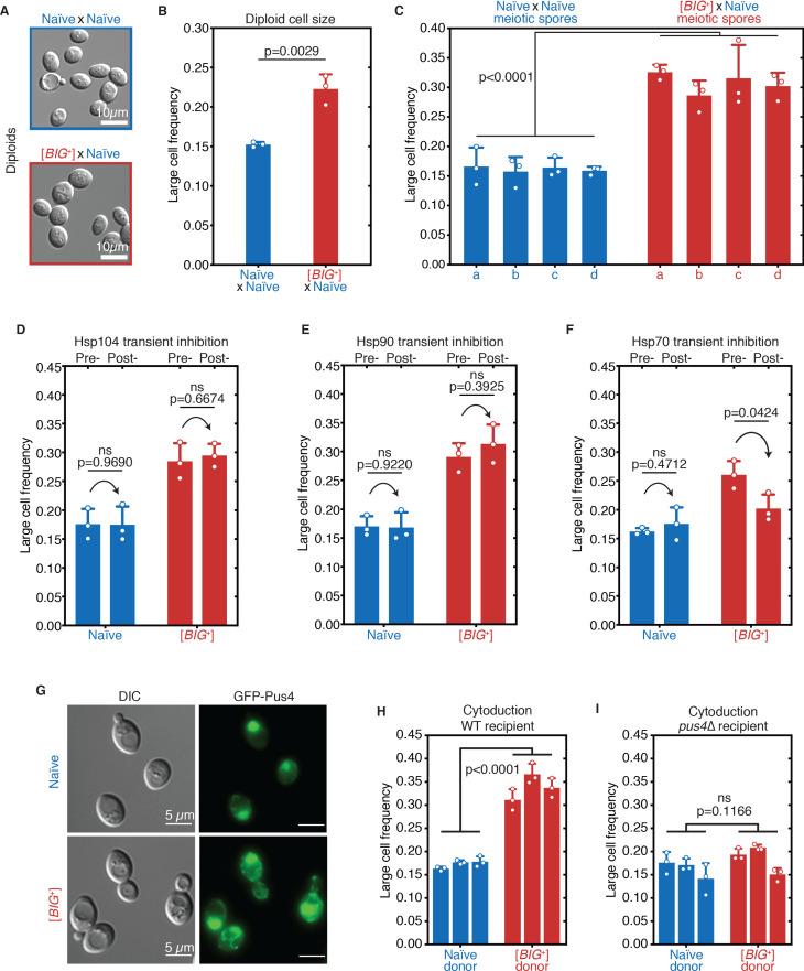 https://cdn.ncbi.nlm.nih.gov/pmc/blobs/6163/8455135/2e76f608e051/elife-60917-fig4.jpg