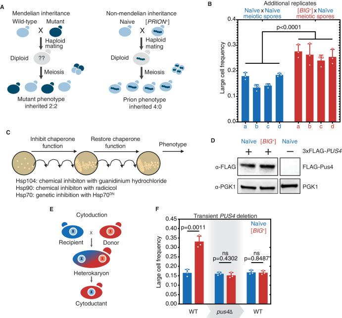 https://cdn.ncbi.nlm.nih.gov/pmc/blobs/6163/8455135/adc7f2c6426c/elife-60917-fig4-figsupp1.jpg