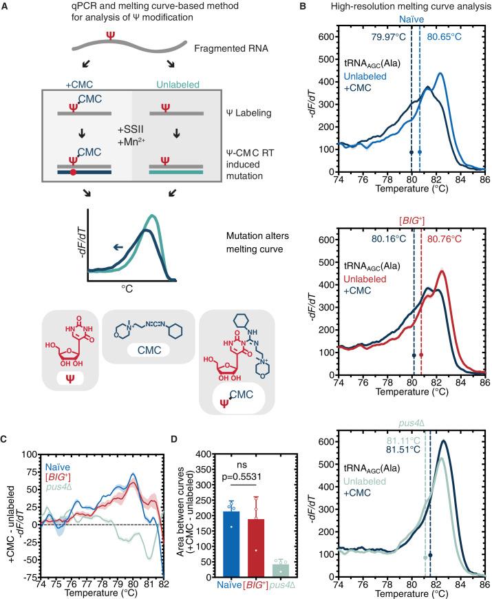 https://cdn.ncbi.nlm.nih.gov/pmc/blobs/6163/8455135/be0e065d2fa0/elife-60917-fig5.jpg