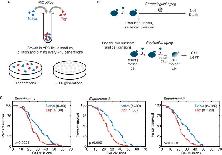 https://cdn.ncbi.nlm.nih.gov/pmc/blobs/6163/8455135/f77f2f64e110/elife-60917-fig1-figsupp1.jpg