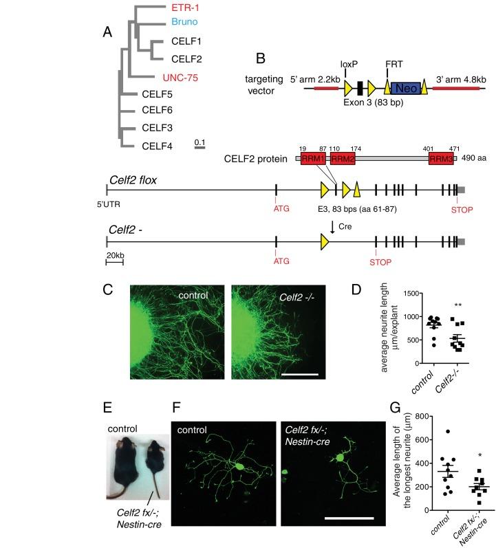 https://cdn.ncbi.nlm.nih.gov/pmc/blobs/6168/4946901/1d03f07f5968/elife-16072-fig6-figsupp1.jpg
