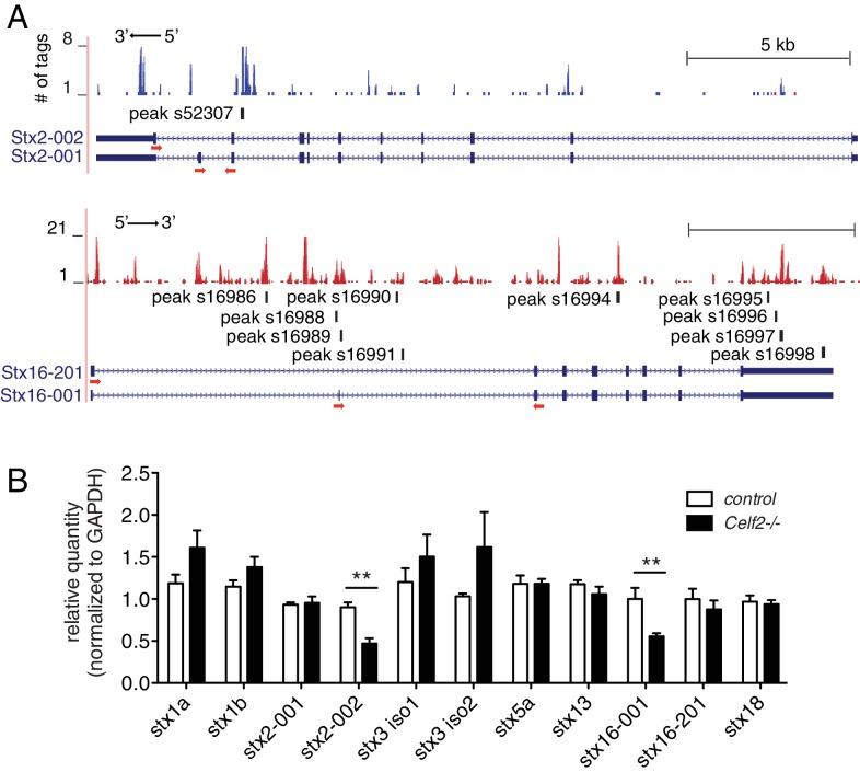 https://cdn.ncbi.nlm.nih.gov/pmc/blobs/6168/4946901/692555449223/elife-16072-fig7.jpg
