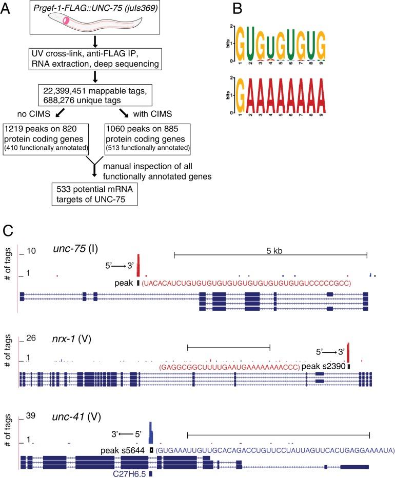 https://cdn.ncbi.nlm.nih.gov/pmc/blobs/6168/4946901/6c5db2f7489e/elife-16072-fig2.jpg