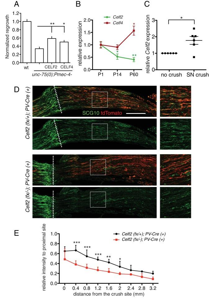 https://cdn.ncbi.nlm.nih.gov/pmc/blobs/6168/4946901/fa13ba5f36eb/elife-16072-fig6.jpg