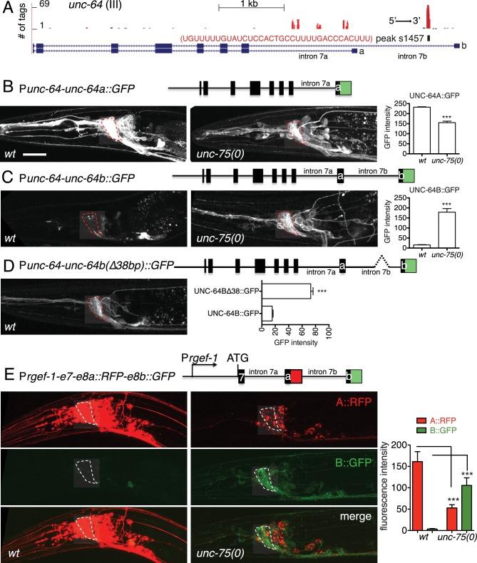 https://cdn.ncbi.nlm.nih.gov/pmc/blobs/6168/4946901/fba72d29f232/elife-16072-fig3.jpg