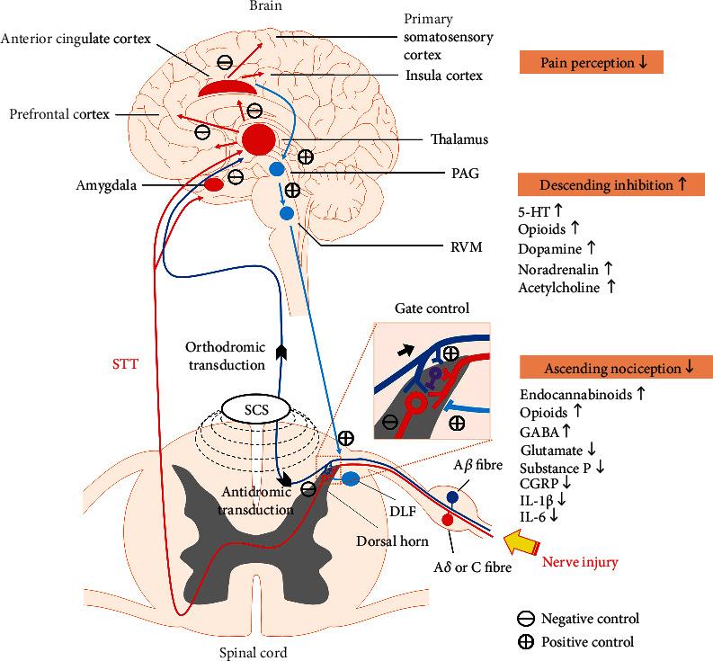 https://cdn.ncbi.nlm.nih.gov/pmc/blobs/6193/8553441/a8fb02bf881d/NP2021-5607898.001.jpg