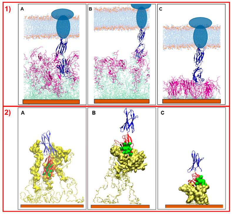 https://cdn.ncbi.nlm.nih.gov/pmc/blobs/6197/12073790/57300a1a46a8/molecules-30-02045-g006.jpg
