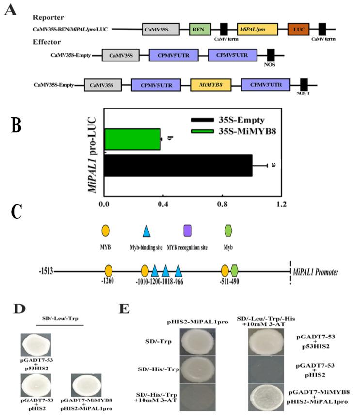 https://cdn.ncbi.nlm.nih.gov/pmc/blobs/6198/11084497/c851a9694db0/ijms-25-04841-g005.jpg