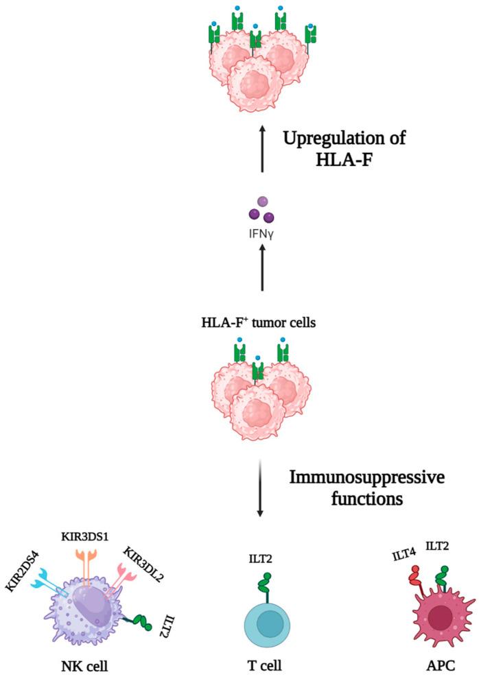 https://cdn.ncbi.nlm.nih.gov/pmc/blobs/61cd/11675049/81ed915b603d/cancers-16-04266-g004.jpg