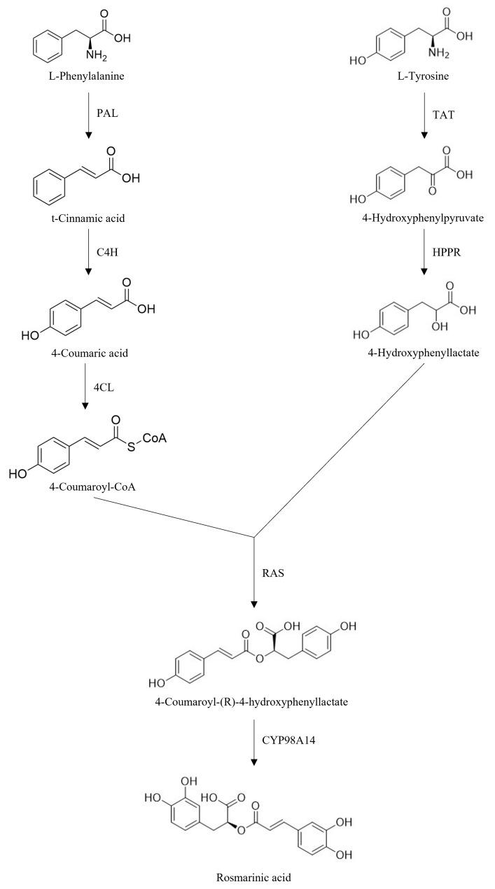 https://cdn.ncbi.nlm.nih.gov/pmc/blobs/61d4/12029578/c2391bdbadd1/molecules-30-01733-g006.jpg