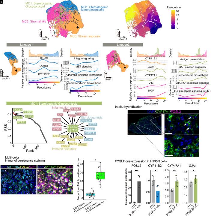 https://cdn.ncbi.nlm.nih.gov/pmc/blobs/61d6/11892633/f390a7a79f7d/pnas.2421489122fig03.jpg