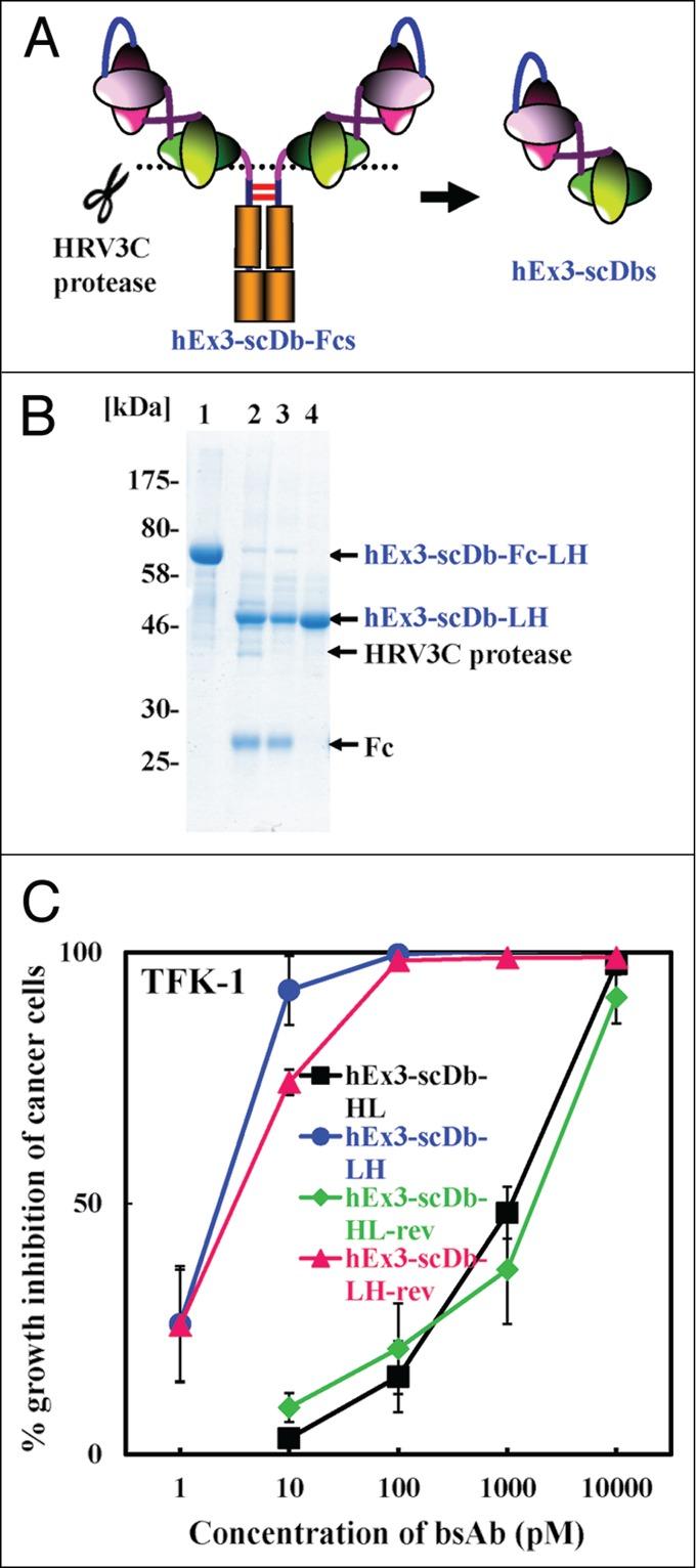 https://cdn.ncbi.nlm.nih.gov/pmc/blobs/61eb/4623410/03947f857a04/kmab-06-05-972878-g003.jpg
