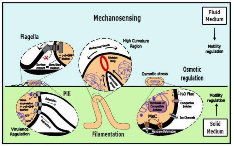 https://cdn.ncbi.nlm.nih.gov/pmc/blobs/622d/12075086/2fdfb1887552/12551_2025_1290_Fig1_HTML.jpg
