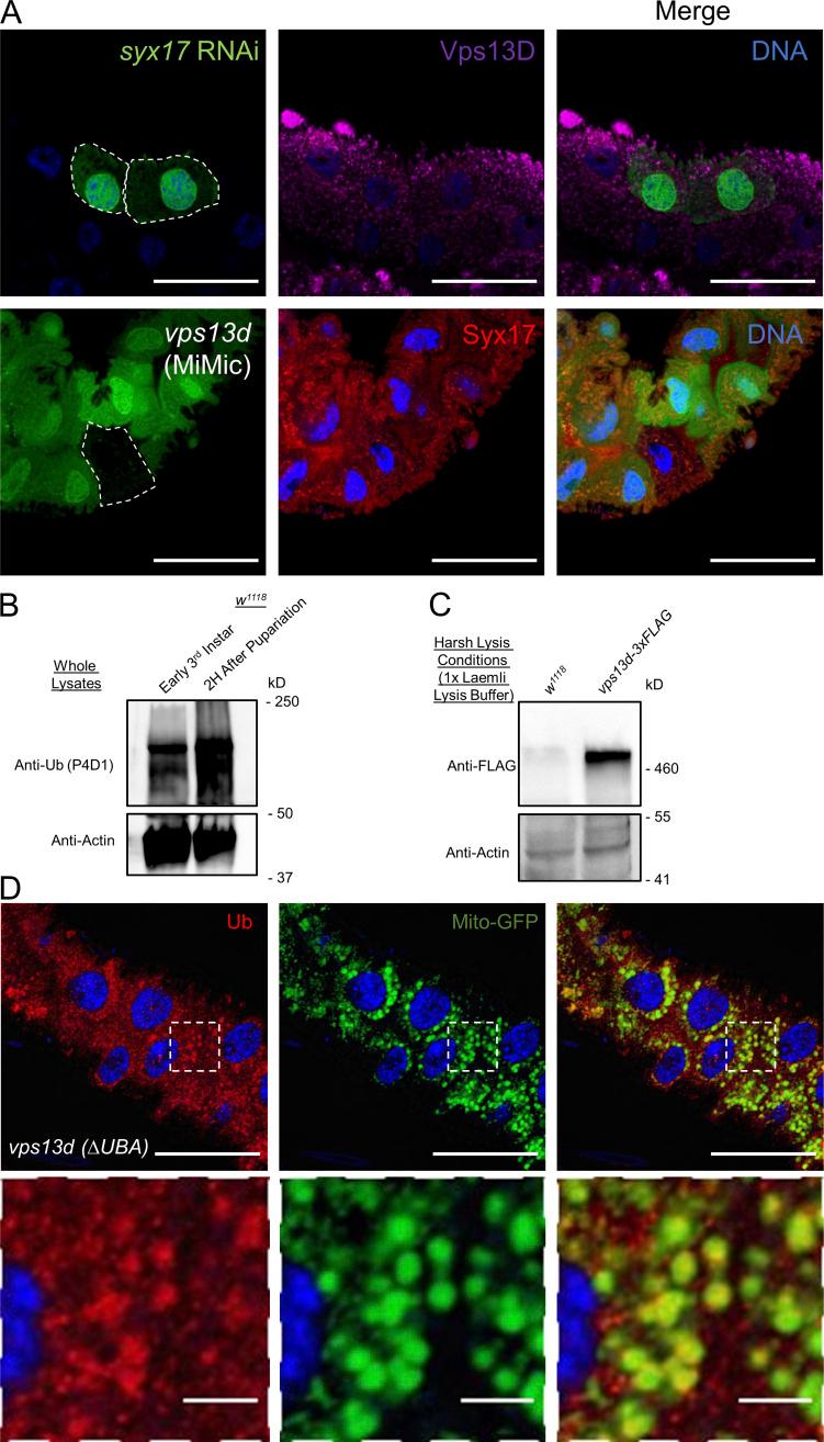 https://cdn.ncbi.nlm.nih.gov/pmc/blobs/6237/8406608/8a1da52b8739/JCB_202104073_FigS2.jpg