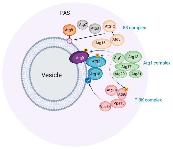https://cdn.ncbi.nlm.nih.gov/pmc/blobs/623e/9954227/fc9444af8bc3/cells-12-00668-g001.jpg