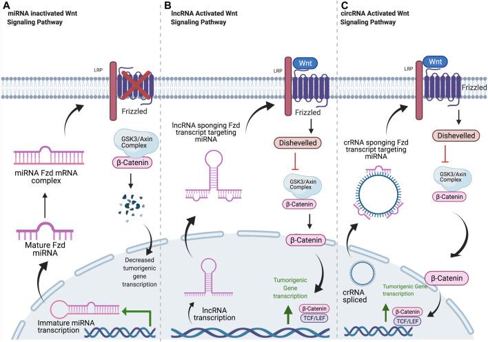 https://cdn.ncbi.nlm.nih.gov/pmc/blobs/6240/8521042/07ec26fa304b/fmolb-08-712546-g001.jpg