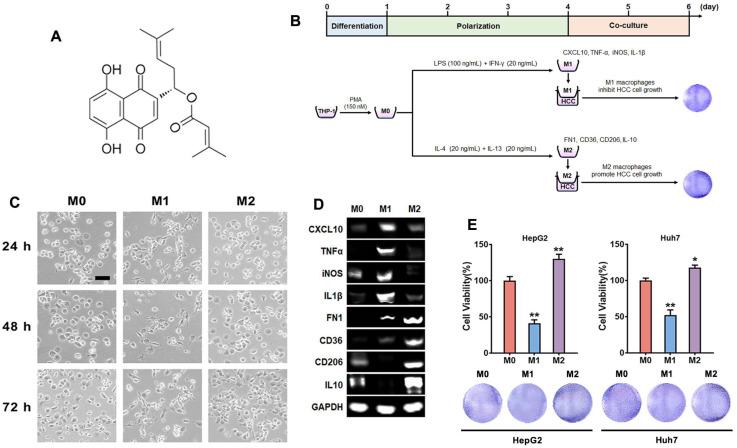 https://cdn.ncbi.nlm.nih.gov/pmc/blobs/624a/11357245/093b6c70c284/molecules-29-03919-g001.jpg