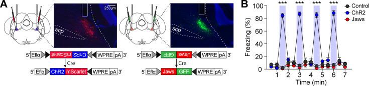 https://cdn.ncbi.nlm.nih.gov/pmc/blobs/6272/11798572/0a1a13ea1852/elife-101523-fig2.jpg