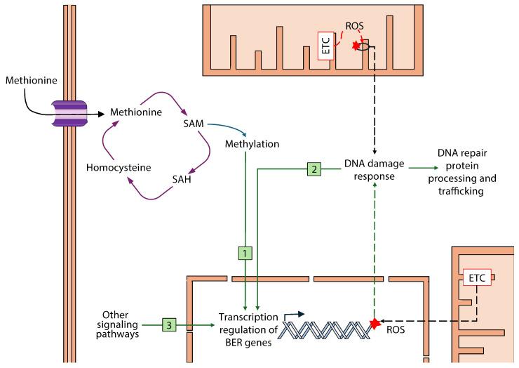 https://cdn.ncbi.nlm.nih.gov/pmc/blobs/6288/12292225/20ae0350959b/biomolecules-15-00969-g008.jpg
