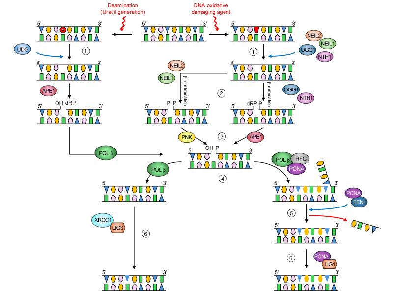 https://cdn.ncbi.nlm.nih.gov/pmc/blobs/6288/12292225/448f66c4ec09/biomolecules-15-00969-g001.jpg