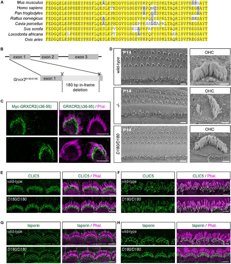 https://cdn.ncbi.nlm.nih.gov/pmc/blobs/629f/8131845/b8d2f99c6afe/fcell-09-671364-g003.jpg