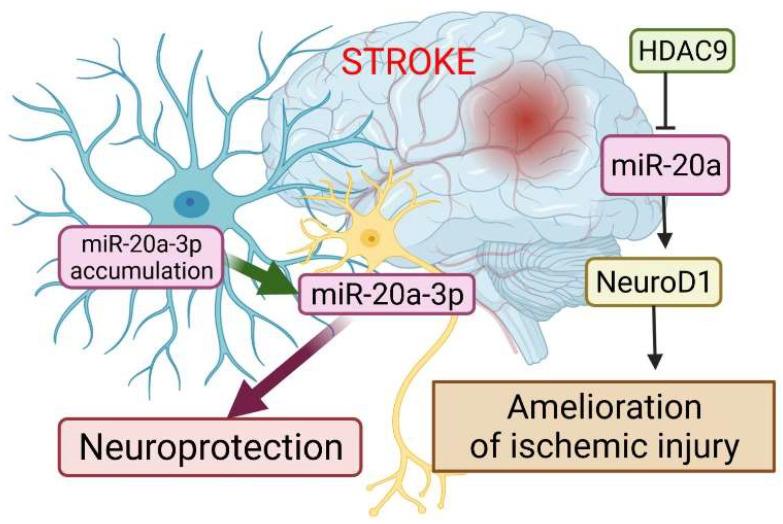 https://cdn.ncbi.nlm.nih.gov/pmc/blobs/62bb/9100679/321e37fd1317/cells-11-01525-g004.jpg