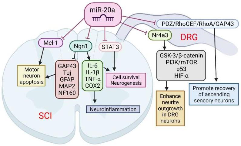 https://cdn.ncbi.nlm.nih.gov/pmc/blobs/62bb/9100679/80a6a80bb4cc/cells-11-01525-g003.jpg