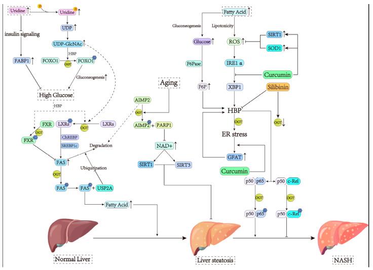 https://cdn.ncbi.nlm.nih.gov/pmc/blobs/62d9/11119800/7e01352edb30/cells-13-00805-g003.jpg