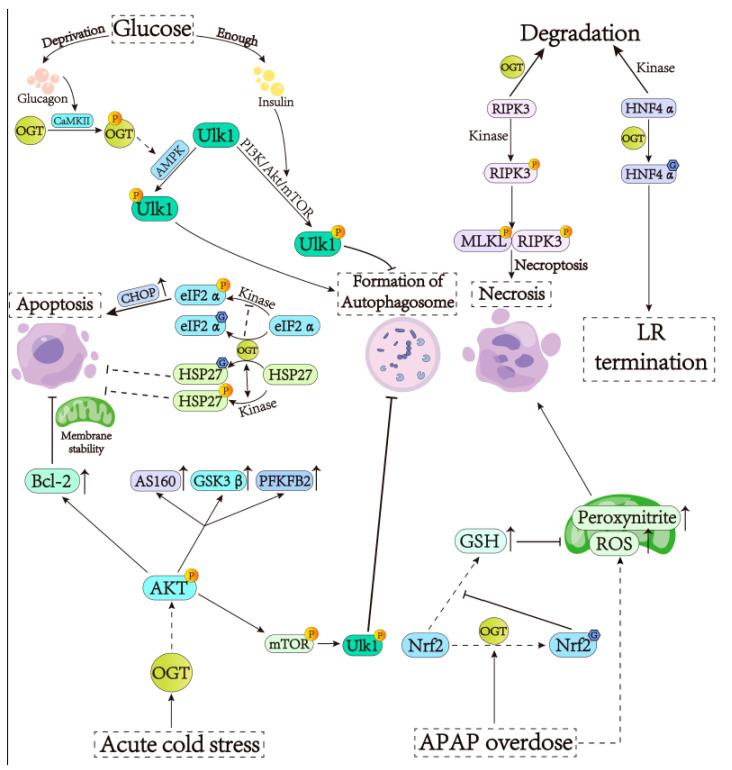 https://cdn.ncbi.nlm.nih.gov/pmc/blobs/62d9/11119800/a7399b86ff60/cells-13-00805-g001.jpg