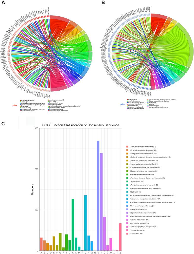 https://cdn.ncbi.nlm.nih.gov/pmc/blobs/62f4/7734032/20a209cc9bdb/fphys-11-565307-g003.jpg