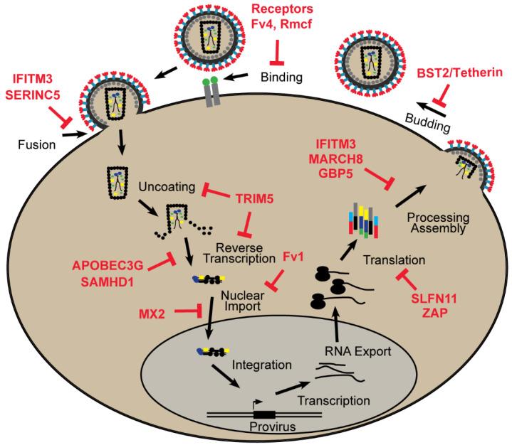 https://cdn.ncbi.nlm.nih.gov/pmc/blobs/632e/7764263/710143979513/microorganisms-08-01965-g001.jpg