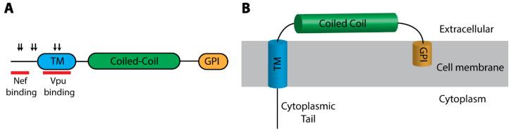 https://cdn.ncbi.nlm.nih.gov/pmc/blobs/632e/7764263/9946cf218919/microorganisms-08-01965-g004.jpg