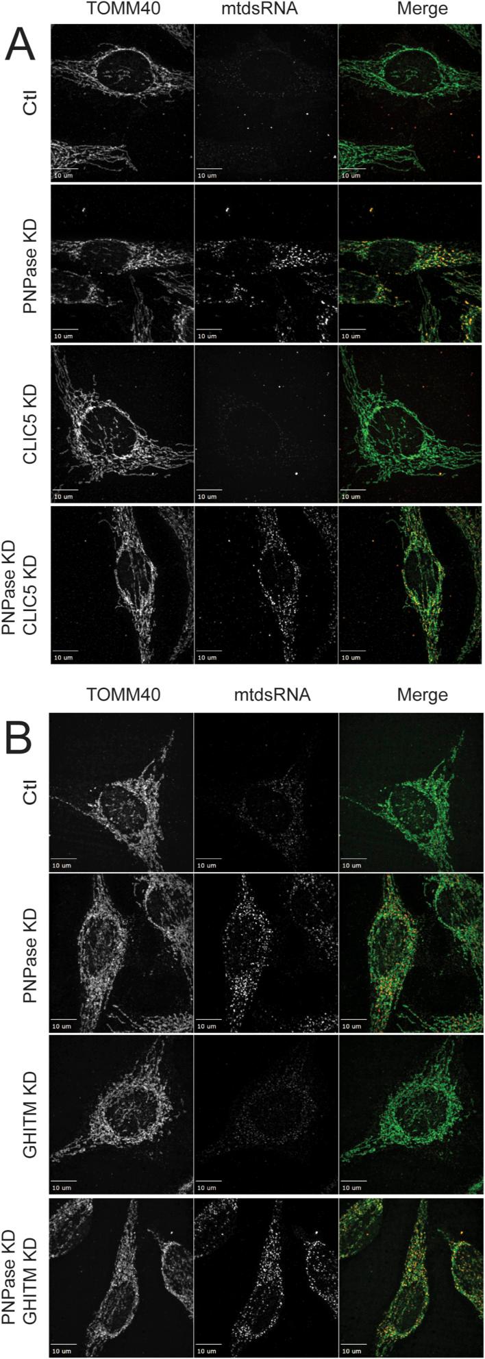 https://cdn.ncbi.nlm.nih.gov/pmc/blobs/6346/11220484/00aa81b560b1/LSA-2023-02396_FigS7.jpg
