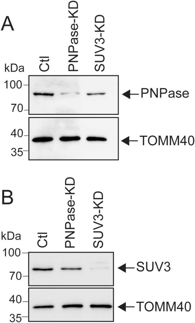 https://cdn.ncbi.nlm.nih.gov/pmc/blobs/6346/11220484/4231aa85e604/LSA-2023-02396_FigS1.jpg
