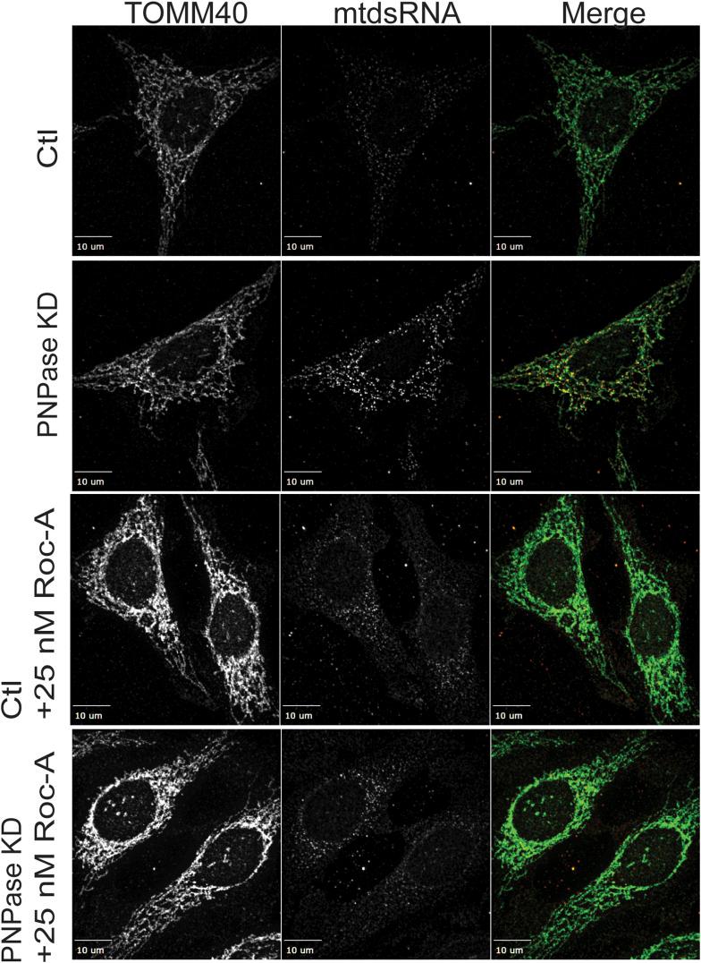 https://cdn.ncbi.nlm.nih.gov/pmc/blobs/6346/11220484/66b3442a3e35/LSA-2023-02396_FigS8.jpg