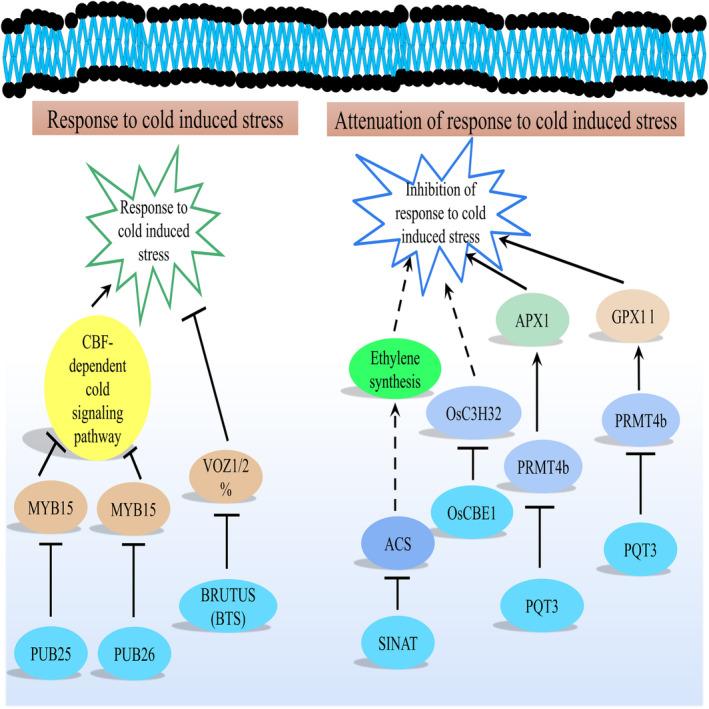 https://cdn.ncbi.nlm.nih.gov/pmc/blobs/6372/11536463/18ce69fad434/PBI-22-2811-g002.jpg