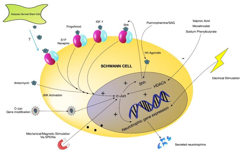 https://cdn.ncbi.nlm.nih.gov/pmc/blobs/63b0/9406133/5e0c68ff9606/biomolecules-12-01128-g002.jpg