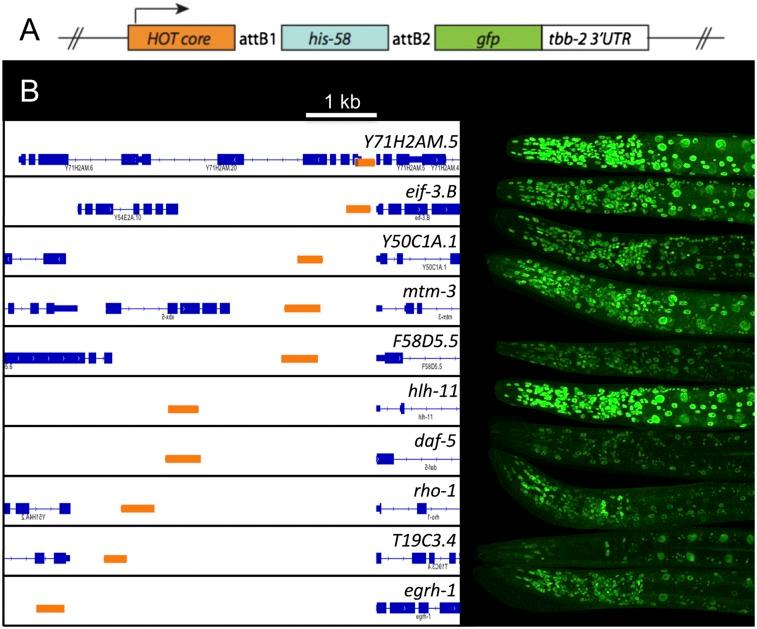 https://cdn.ncbi.nlm.nih.gov/pmc/blobs/63c2/4079969/047b745da6e7/1138fig2.jpg