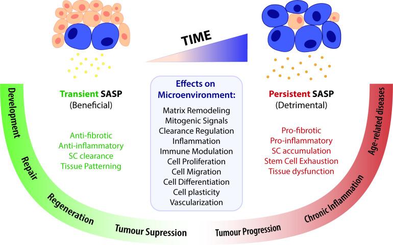 https://cdn.ncbi.nlm.nih.gov/pmc/blobs/63ee/8580479/3471dbf75976/elife-72449-fig2.jpg