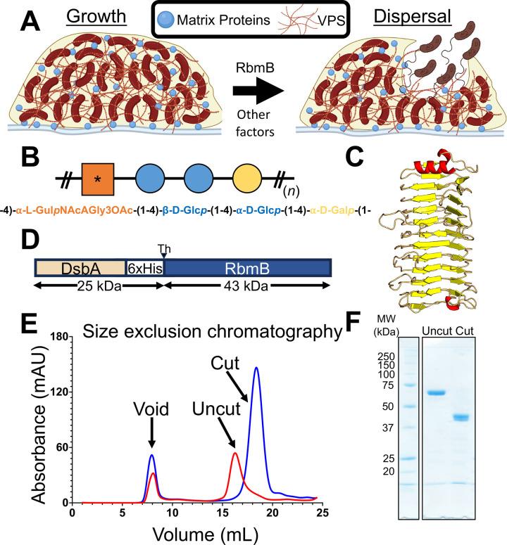 https://cdn.ncbi.nlm.nih.gov/pmc/blobs/6408/11637428/d819fc96bcdc/ppat.1012750.g001.jpg