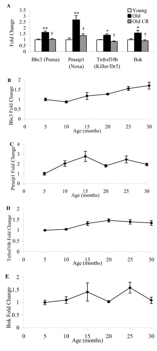 https://cdn.ncbi.nlm.nih.gov/pmc/blobs/6462/1847444/136d63f3526b/1471-2164-8-80-3.jpg