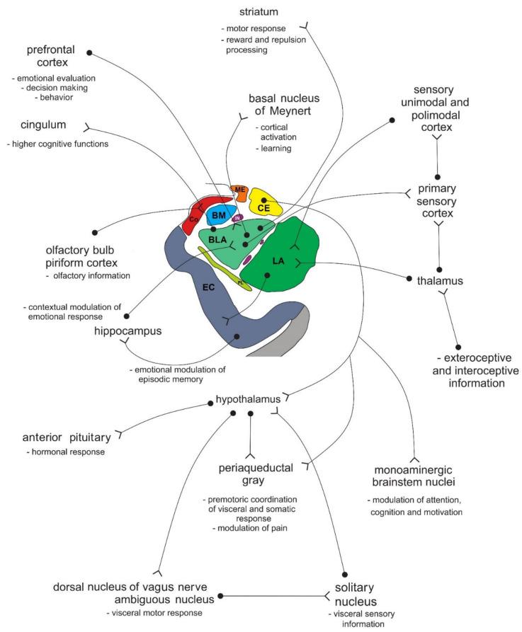 https://cdn.ncbi.nlm.nih.gov/pmc/blobs/6469/8228195/939b663d299d/biomolecules-11-00823-g006.jpg