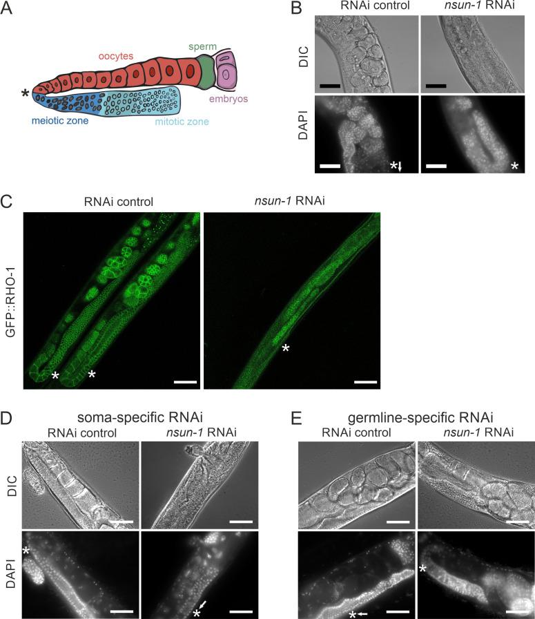 https://cdn.ncbi.nlm.nih.gov/pmc/blobs/6471/7746234/3a6e58078632/elife-56205-fig4.jpg