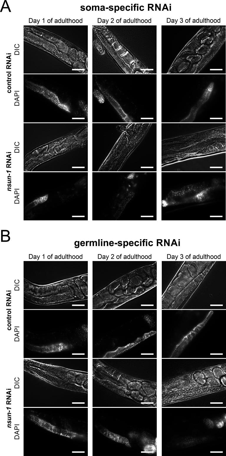 https://cdn.ncbi.nlm.nih.gov/pmc/blobs/6471/7746234/957ac1020466/elife-56205-fig4-figsupp2.jpg