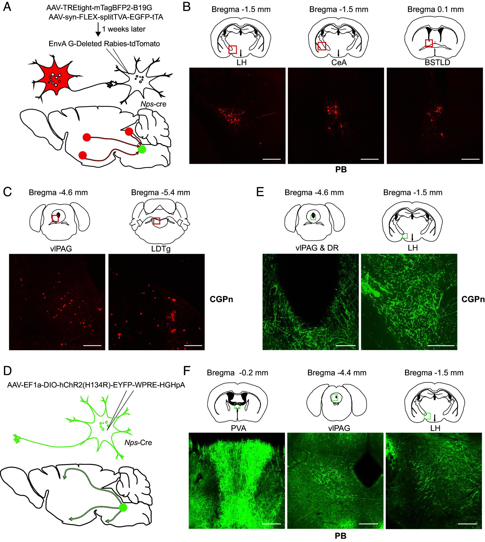 https://cdn.ncbi.nlm.nih.gov/pmc/blobs/6473/10907243/14a8313834a3/pnas.2320276121fig06.jpg