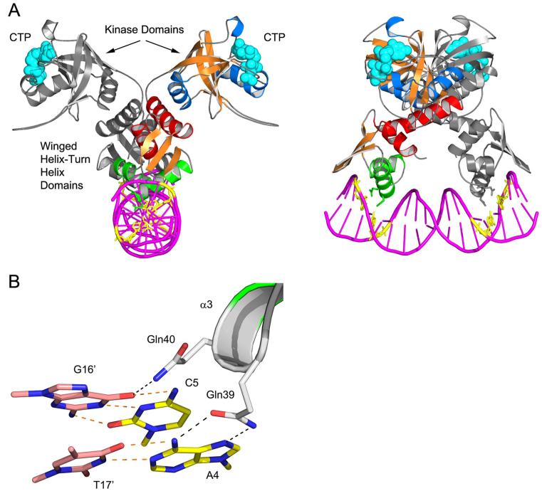 https://cdn.ncbi.nlm.nih.gov/pmc/blobs/647b/5397151/580044363ae0/gkw1331fig6.jpg